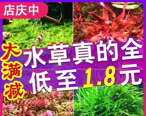 慕斯水草养殖技巧有哪些？如何确保慕斯水草健康生长？
