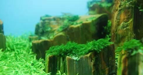慕斯水草养殖技巧有哪些？如何确保慕斯水草健康生长？