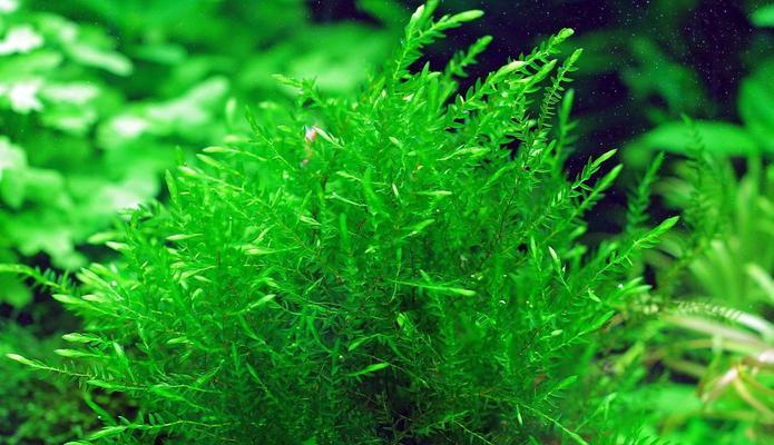 慕斯水草养殖技巧有哪些？如何确保慕斯水草健康生长？