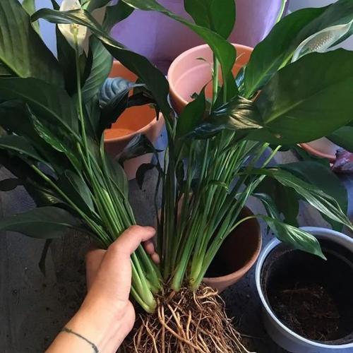 木本植物水培与土培哪种更优？各自的优缺点是什么？