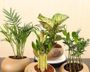 木本植物水培与土培哪种更优？各自的优缺点是什么？