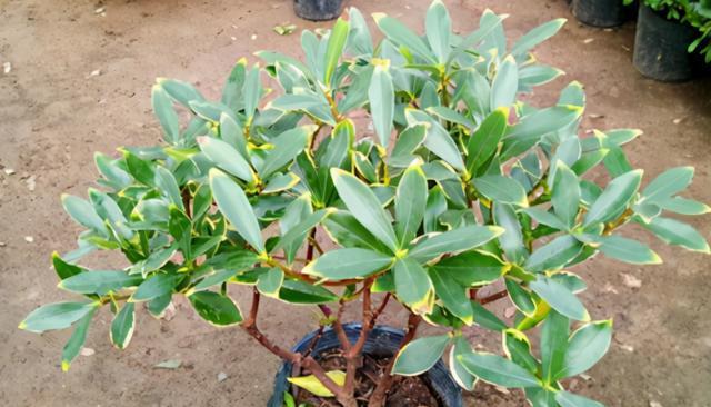 木本植物有哪些种类？如何区分木本植物和草本植物？