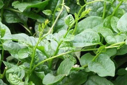 木耳菜的根茎可以食用吗？食用方法和注意事项是什么？
