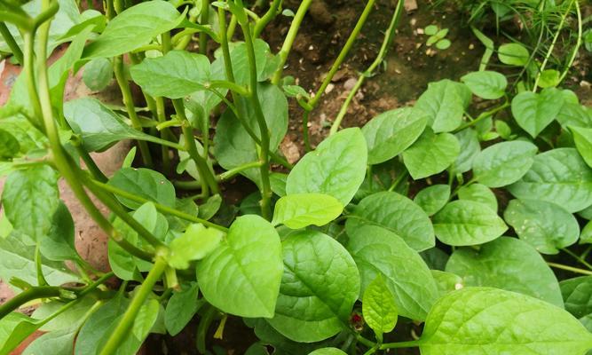 木耳菜几月份种植最合适？如何确保高产？