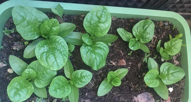 木耳菜几月份种植最合适？如何确保高产？