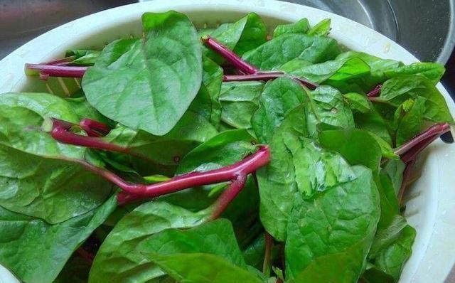 木耳菜能生吃吗？食用安全性和营养成分解析？