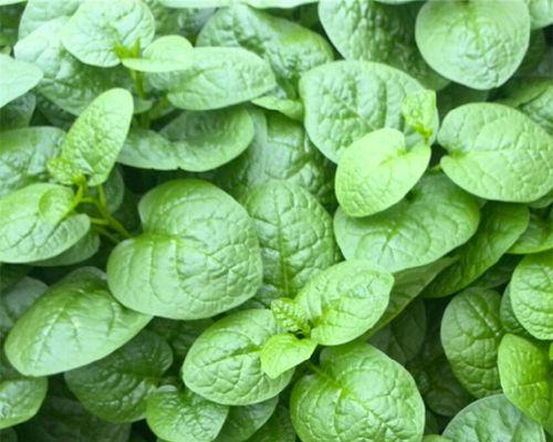 木耳菜留种子的最佳方法是什么？需要哪些步骤？