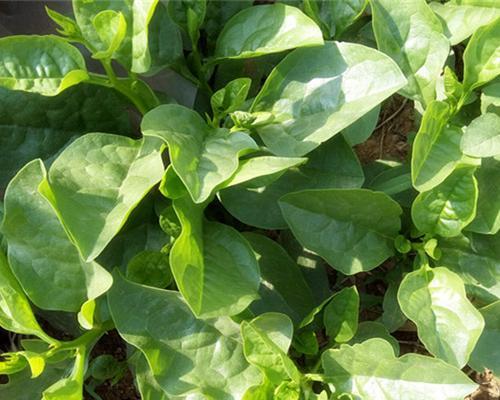 木耳菜种子能吃吗？食用安全性和正确方法是什么？