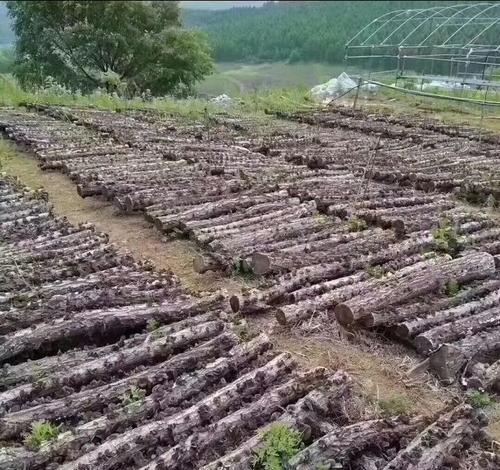 木耳生长需要哪些环境条件？其生长特点是什么？