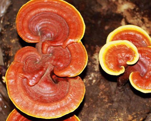木耳属于什么植物类别？它的分类特点有哪些？