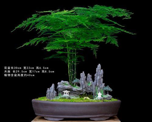 微型桌面摆山水盆景好吗为什么
