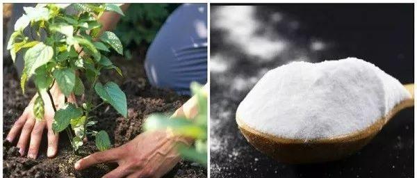 养花生石灰粉怎么用视频