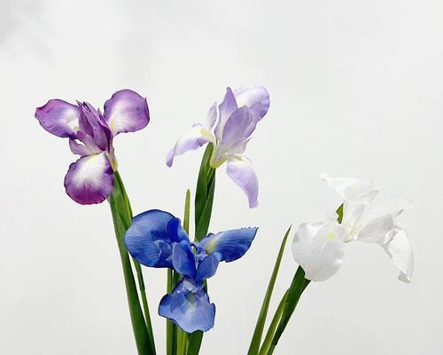 鸢尾插花制作方法视频教程图片