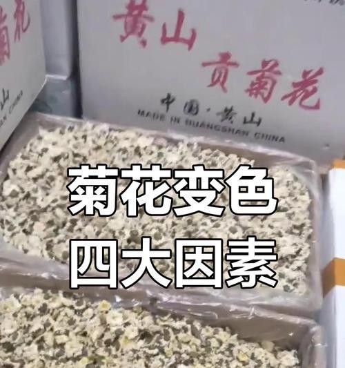 菊花受潮能泡水喝吗有毒吗图片