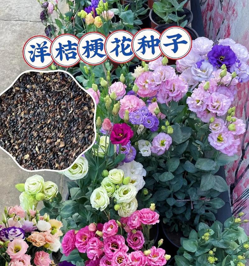 3268朵玫瑰花代表什么意义？图片中如何展示这一花语？