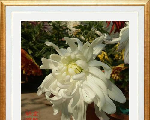 如何用英语简单描述菊花？一句话怎么说？