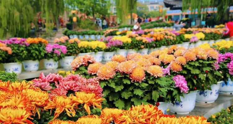 一段关于菊花的40字描述是什么意思？