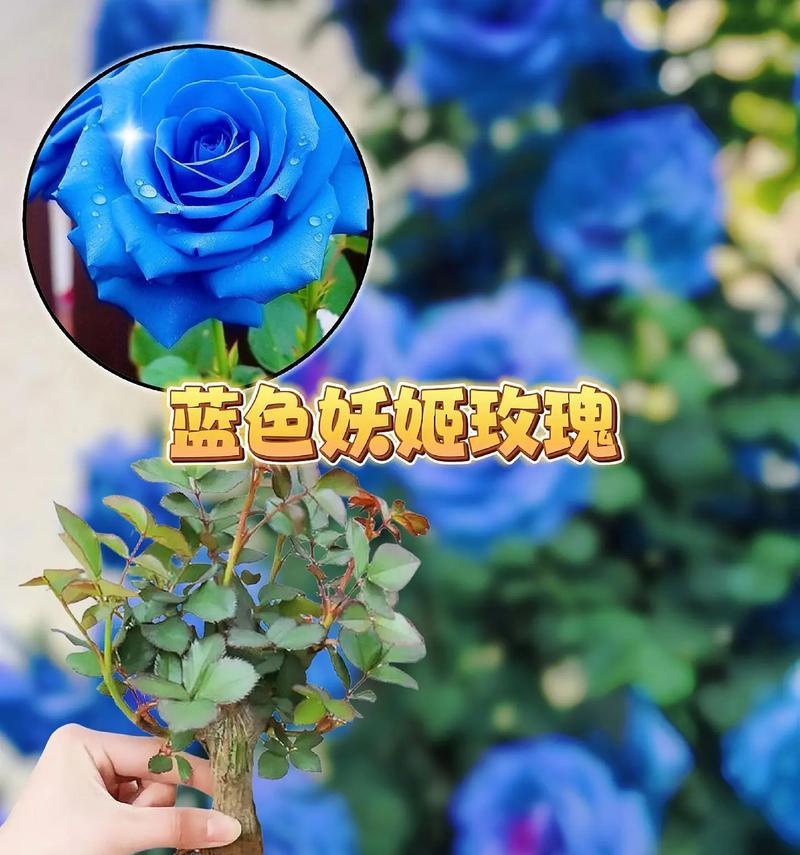 紫蓝玫瑰的寓意是什么？图片中如何展示？