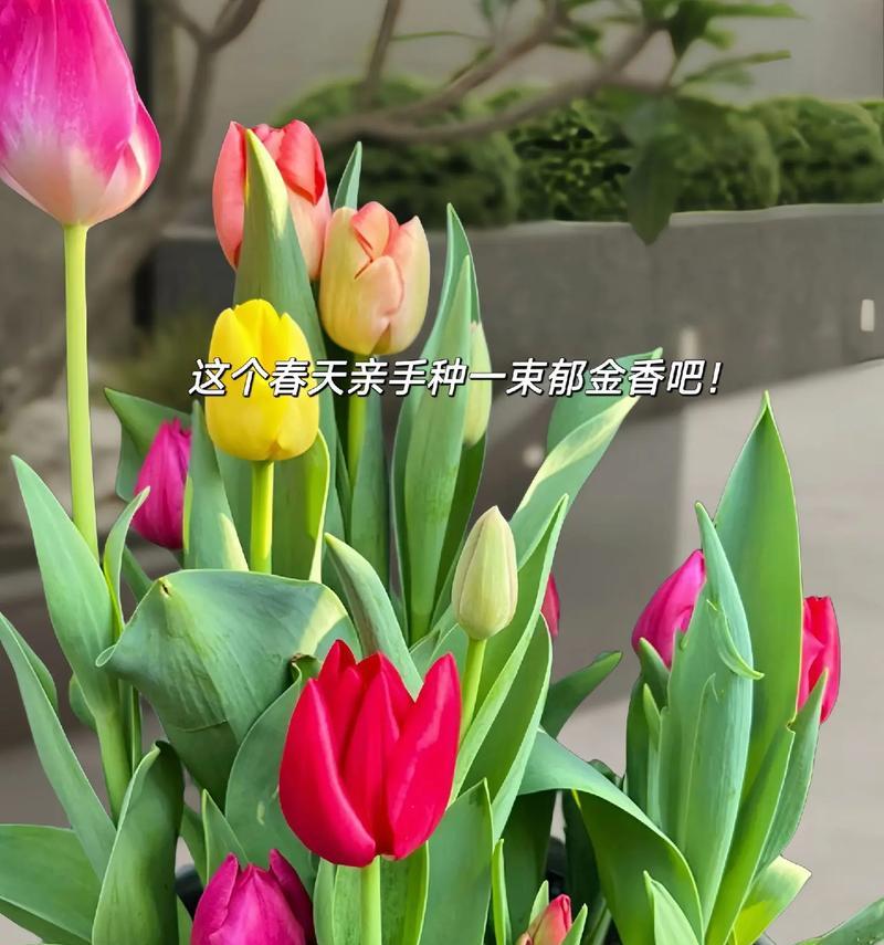 玫瑰和郁金香各自代表什么意思？