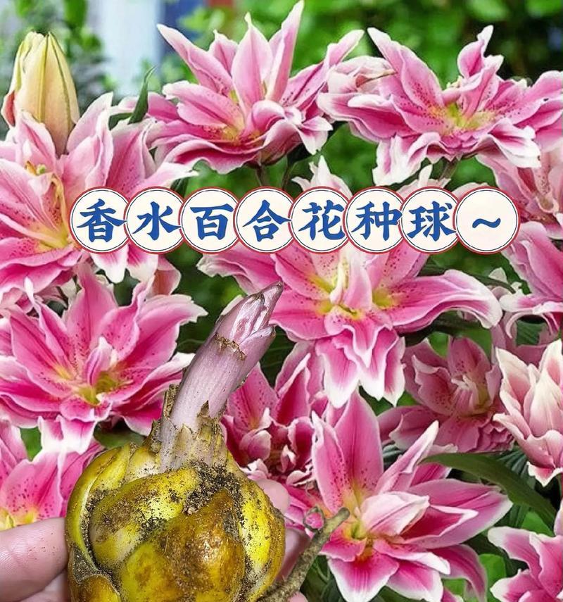 百合、玫瑰和郁金香共同的花语是什么？