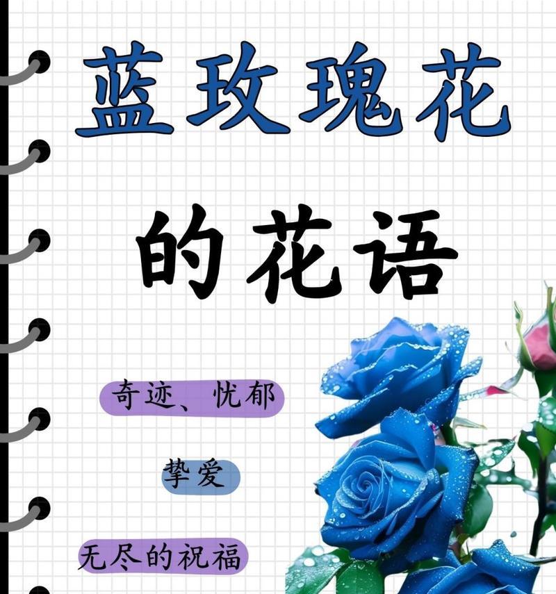 蓝玫瑰和白玫瑰各自有什么花语？