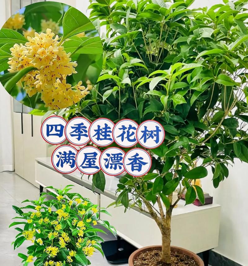 带盆盆栽送闺蜜好吗？哪些盆栽适合送给闺蜜？