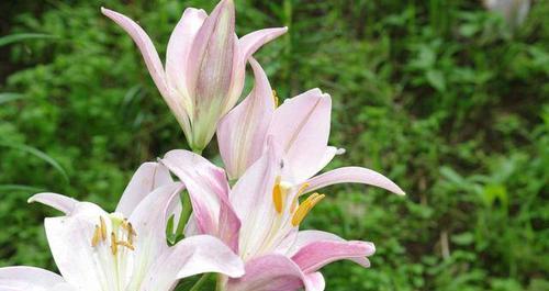 白色百合花开吊坠的寓意是什么？