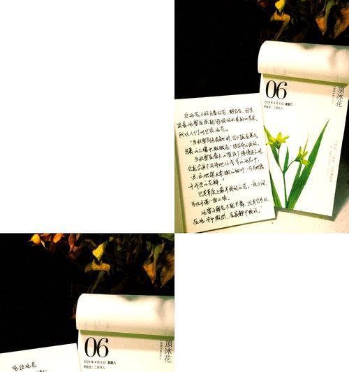 野百合的花语和象征意义是什么？