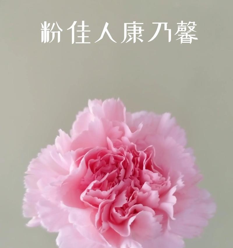 康乃馨花6支代表什么含义？