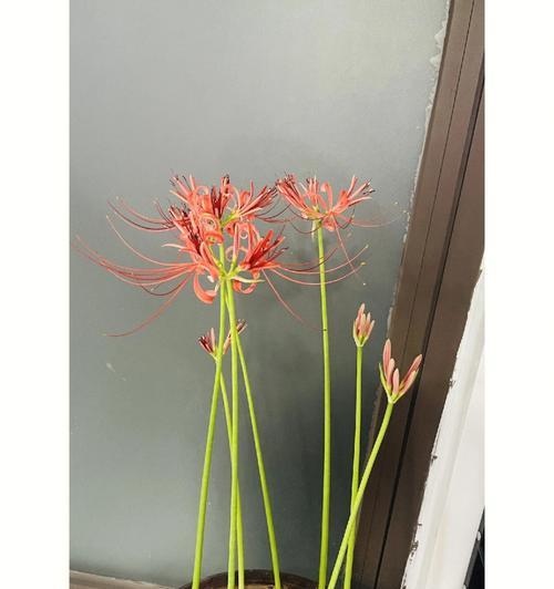 魔百合的含义是什么？
