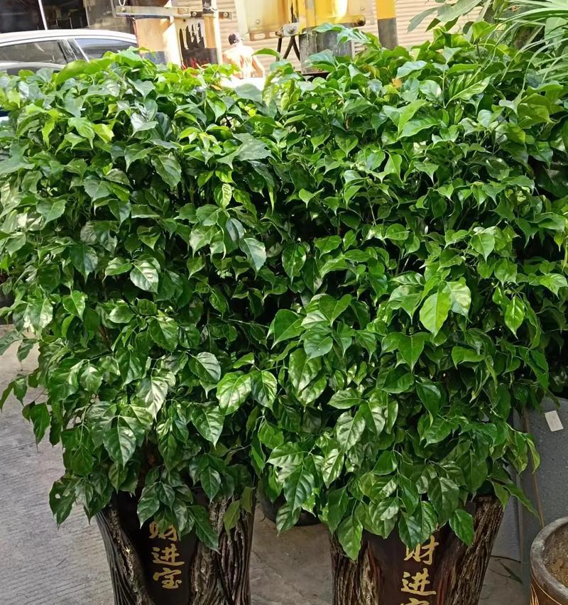 新房入住送什么小盆栽合适？