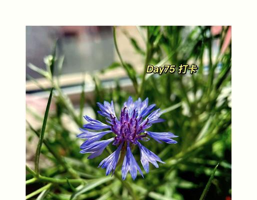 矢车菊的花语是祸害吗？它真正的含义是什么？