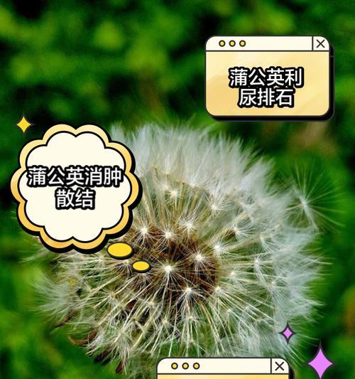 蒲公英的花语有哪些？它象征着什么？