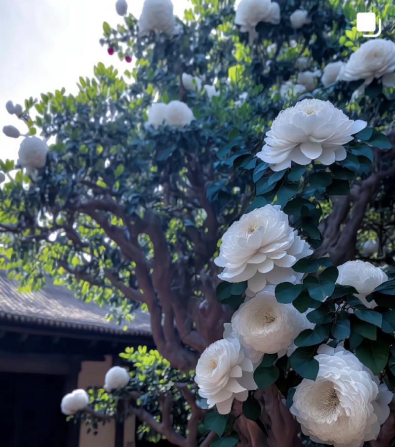 风铃草与白玫瑰搭配有何含义？两种植物组合在一起的象征是什么？