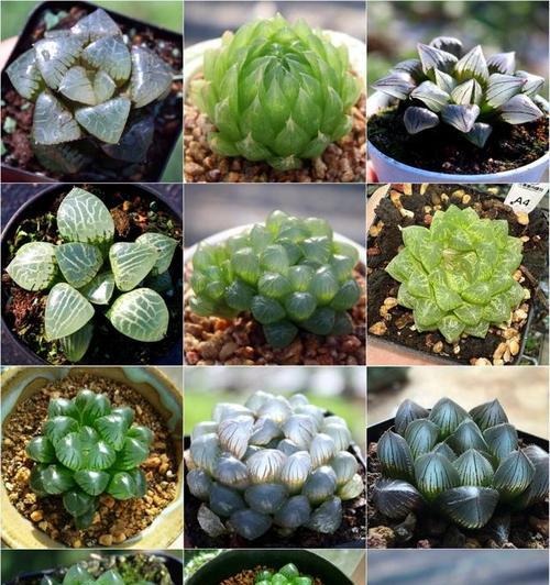 多肉植物象征着什么？它们在花语中通常代表了什么？