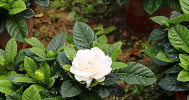 “不是栀子花而是玫瑰花”这句话有何深意？它在表达什么？