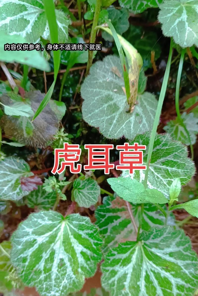 采耳百合在网络用语中代表什么？它的含义是什么？