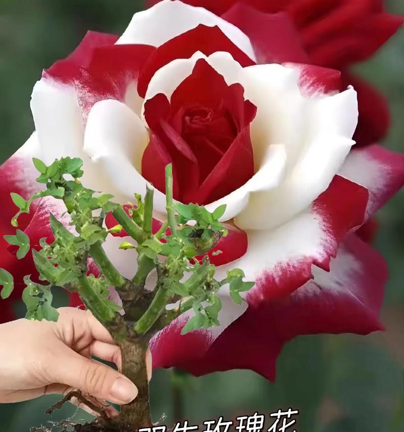 玫瑰花各品种有何不同含义？