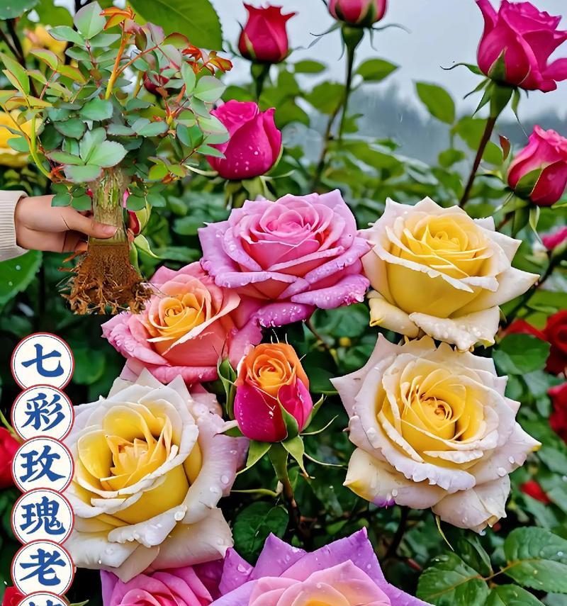 玫瑰花各品种有何不同含义？
