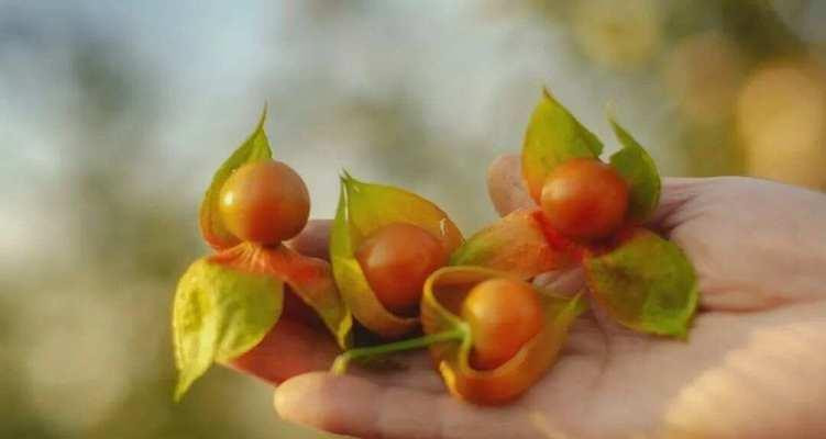 哪种花代表双标？