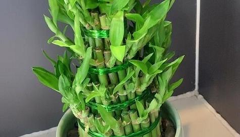 富贵竹的花语及其在文化中的地位是什么？