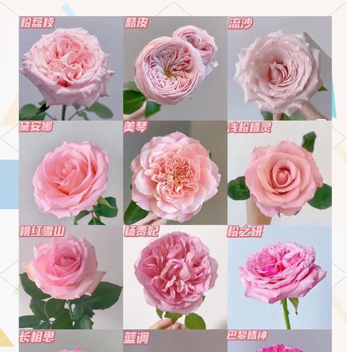 粉色玫瑰与桃花的含义是否相同？它们各自代表了什么？