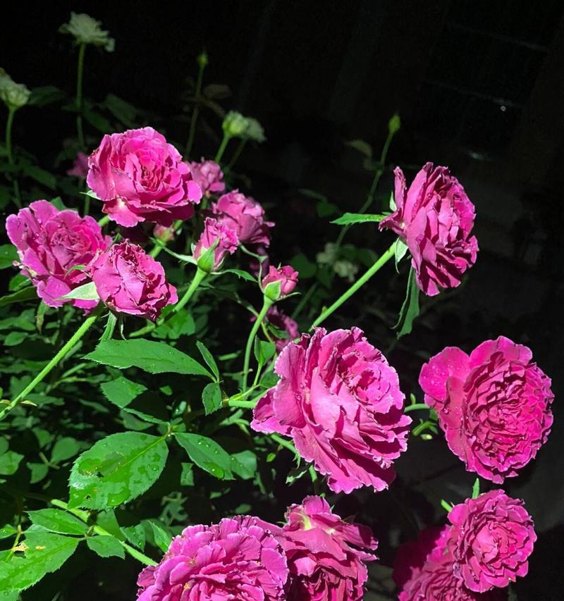月季花的花语及其象征意义是什么？