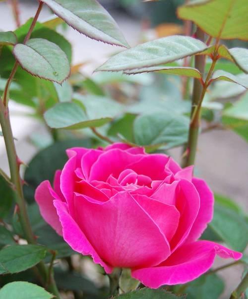月季花的花语及其象征意义是什么？