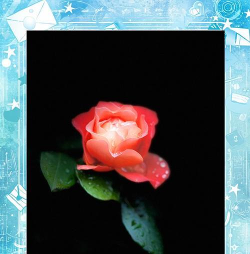 月季花的花语及其象征意义是什么？