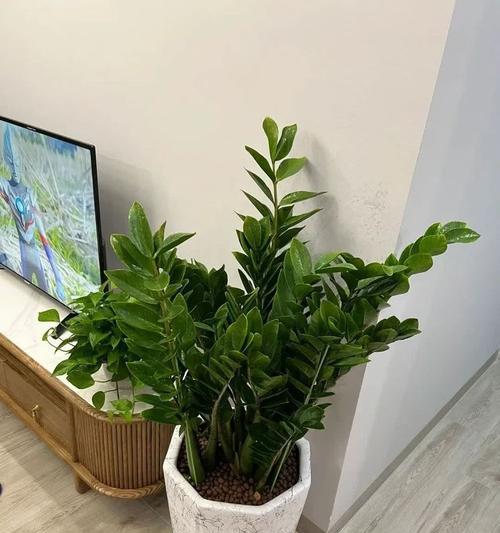 搬家时送哪种植物最为适宜？