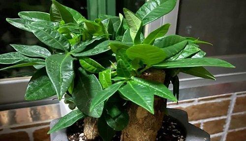 搬家时送哪种植物最为适宜？