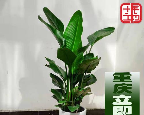 搬家时送哪种植物最为适宜？