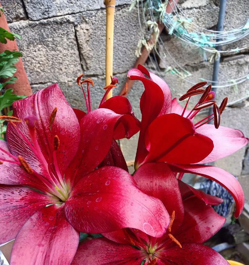 百合缀化的花语含义是什么？