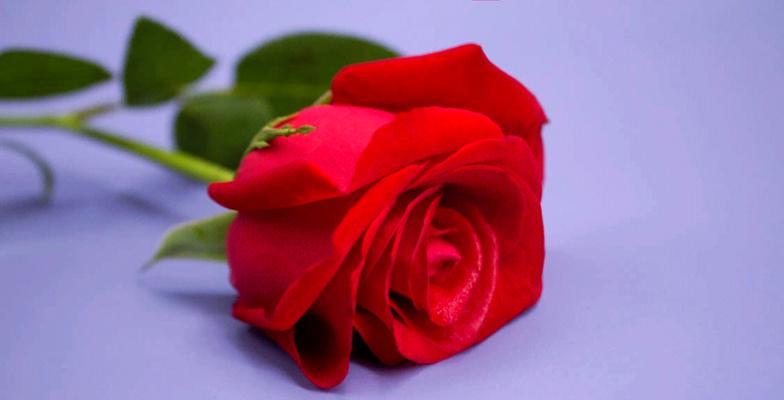 不同颜色玫瑰的花语分别是什么？玫瑰花颜色与含义的关系？